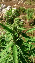 Pied de cannabis