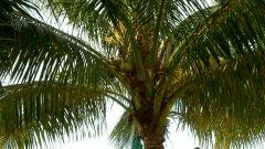 Cocotiers