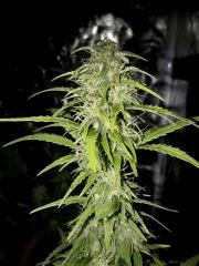 White Diesel Haze Auto  * 3 Purple Bud *2