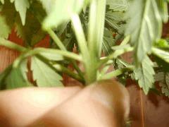 DSCN0812 (Copier)