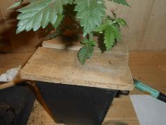 DSCN0695 (Copier)