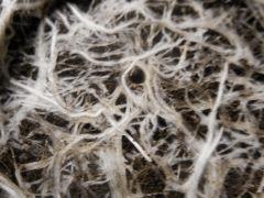 DSCN0691 (Copier)