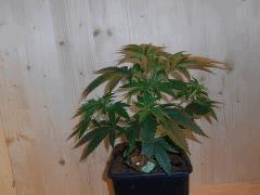 DSCN0579