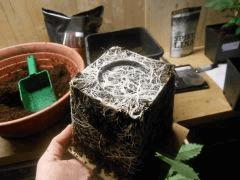 DSCN0689 (Copier)