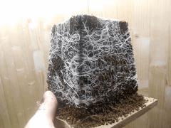 DSCN0687 (Copier)