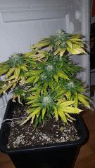 Petite douce nuit flo41 1377x2448