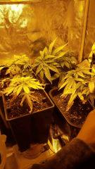 Cro 27 sous Hps
