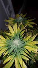 Douce nuit Bud 41 1377x2448