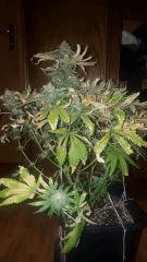 flo70gdn