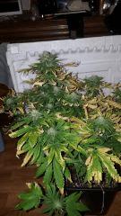 Grande Dn flo41 1377x2448