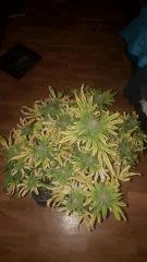 flo70 Gdn