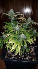 Petite Dn flo43 1377x2448