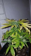 Petite crimi flo41 1377x2448