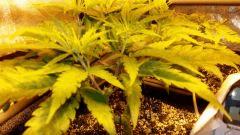 Jack herer 5 apex Cro 54