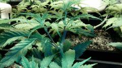 Amnesia3 apex C 54