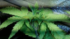 Amnesia1 apex C 54