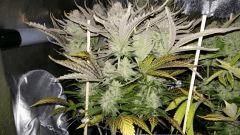 F 73 amnesia