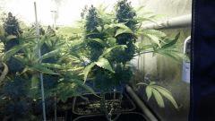 F 73 jack