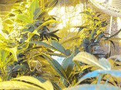 Shiva Skunk