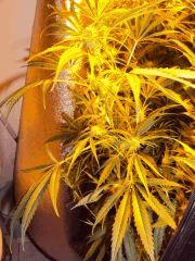 Philo Skunk de Philosopher Seeds