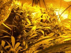 Shiva Skunk