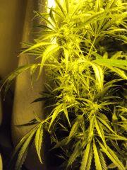 Philo Skunk