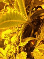 Fleur de Shiva Sk.