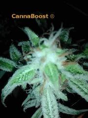 CannaBoost & Shiva Skunk