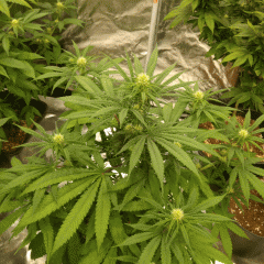 PURPLE ORANGE CBD (DINAFEM)