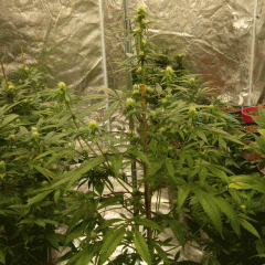 AMNESIA KUSH (DINAFEM)