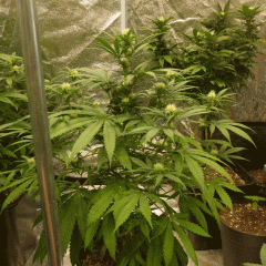 PURPLE ORANGE CBD (DINAFEM)