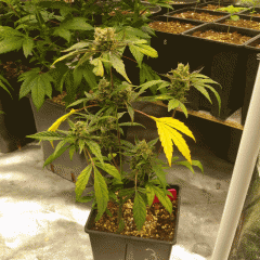 CHEESE AUTO (SENSISEED)
