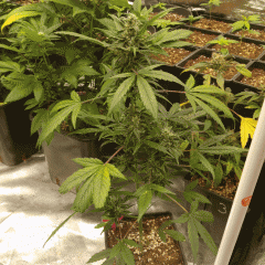 NOTHERN LITE AUTO ONE BUD (SENSI SEED)