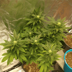 ANCIENNE PLANTE MERE WHIT.W