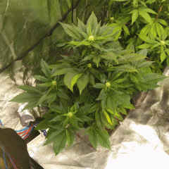 WHIT.W sensiseed
