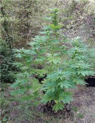 plante