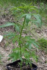 Malade Feuille vers le bas