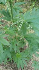 Akorn- Feuille ??