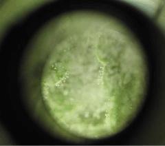 macro