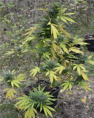 Plante