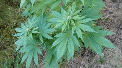 feuille