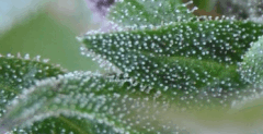 Macro