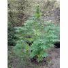 plante