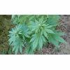 feuille