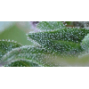 Macro