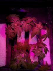 DSCN1667 (FILEminimizer)