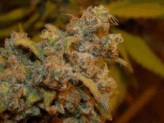 Og chocolate mint(1) (FILEminimizer)