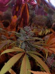 Big Bud (FILEminimizer)