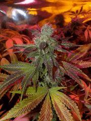Og choco mint (1) (FILEminimizer)