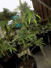 somango auto à l apex cassé